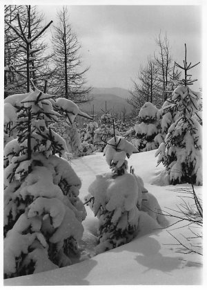 Tannen im Schnee